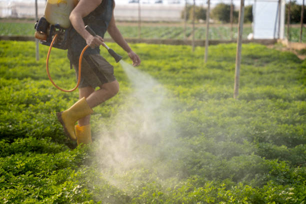 Best Pest Control Near Me  in Vardaman, MS