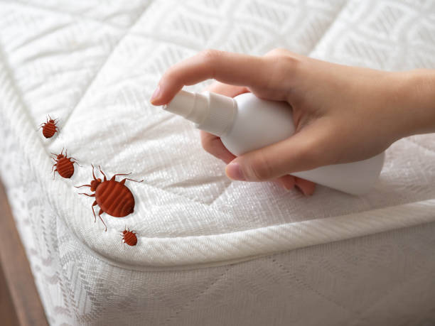 Wasp Removal Services in Vardaman, MS