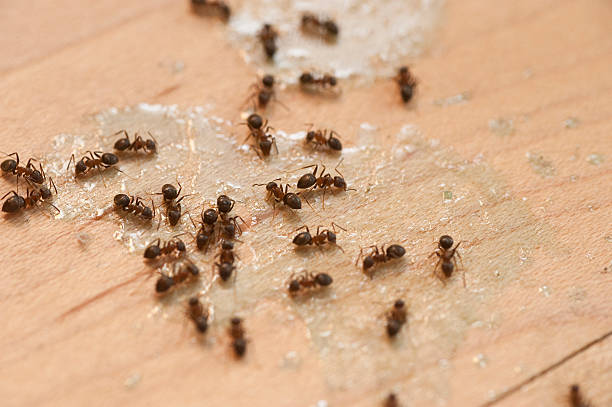 Best Affordable Pest Control Services  in Vardaman, MS